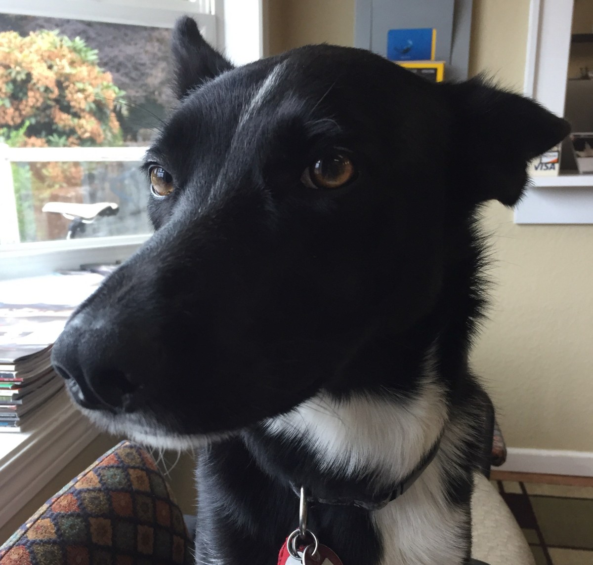 Black and white dog with brown eyes